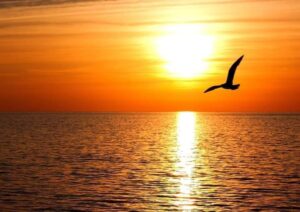 Felice
